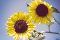 Downloadable Wall Prints: Aged Sunflowers Against Sky Floral Nature Photo DIY Wall Decor Instant Download Print - Printable  - PIPAFINEART