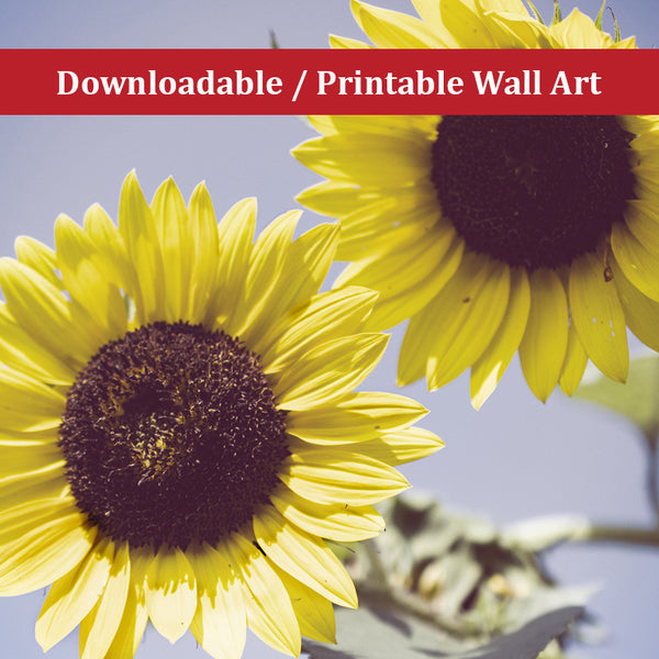 Modern Art Printable: Aged Sunflowers Against Sky Floral Nature Photo DIY Wall Decor Instant Download Print - Printable  - PIPAFINEART