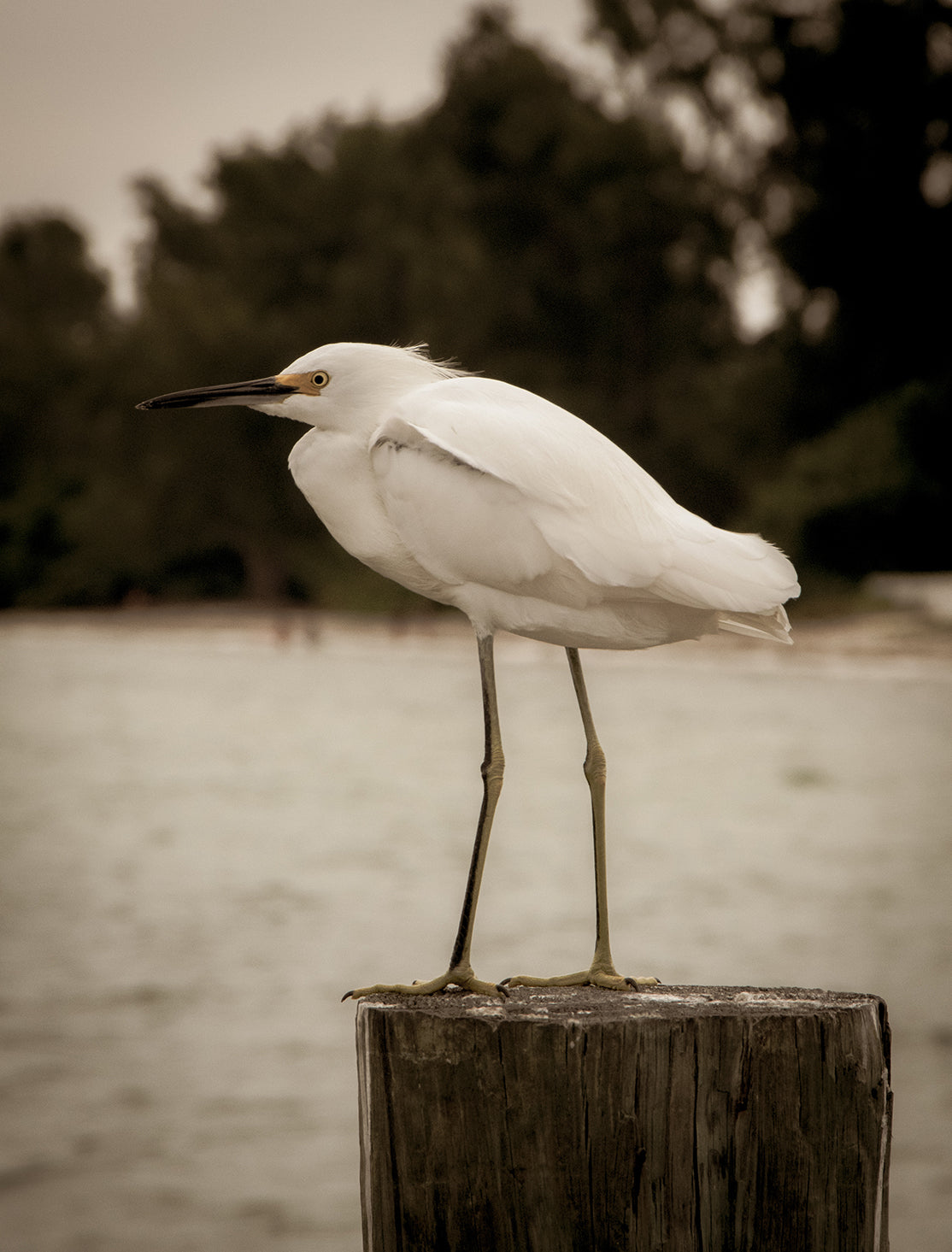 Formal Living Room Wall Decor: Aged Colorized Snowy Egret on Pillar Wildlife Photo Fine Art Canvas & Unframed Wall Art Prints  - PIPAFINEART