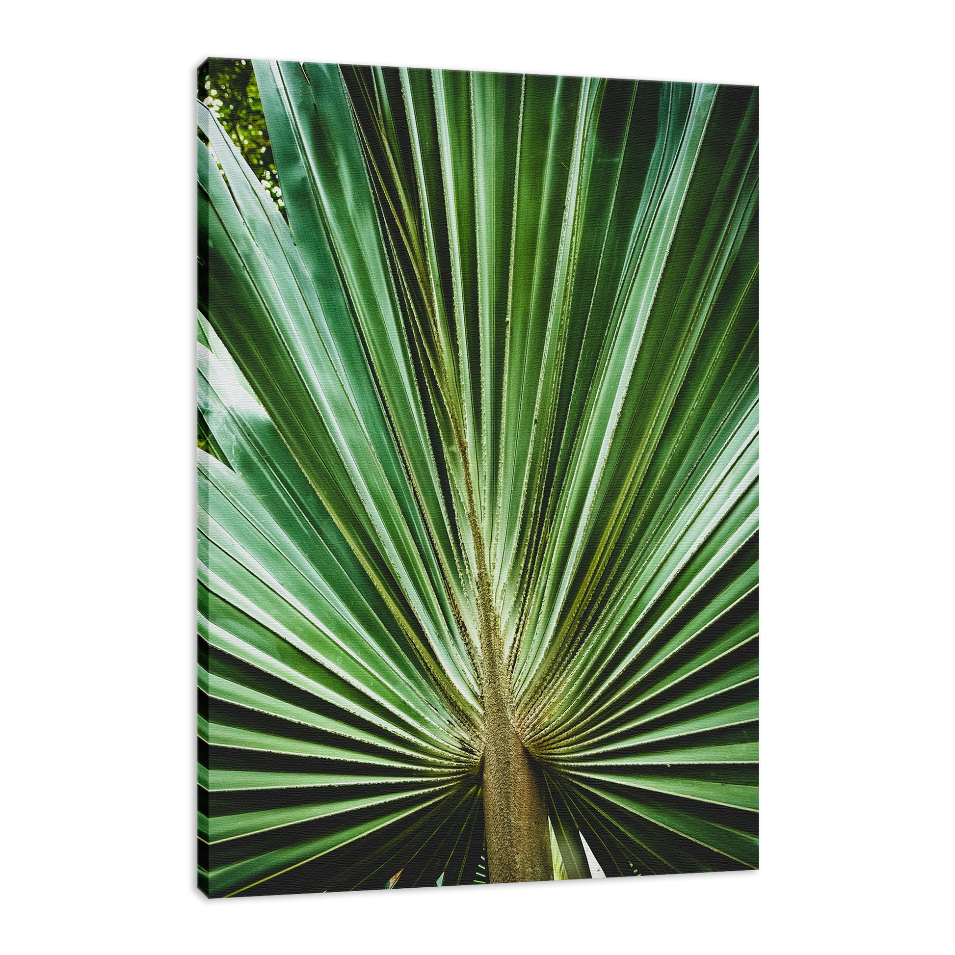 Palm Tree Leaves Wall Decor: Aged & Colorized Wide Palm Leaves 2 Nature / Botanical Photo Fine Art Canvas Wall Art Prints  - PIPAFINEART