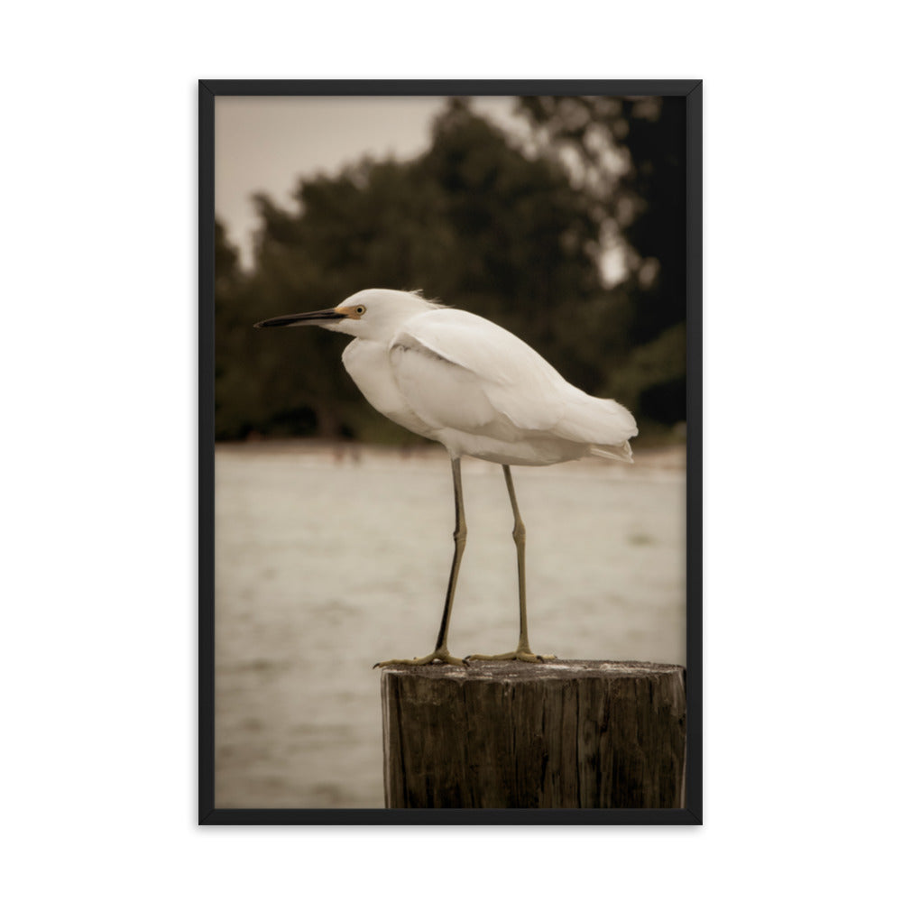 Clinic Wall Decor: White Snowy Egret Sepia Coastal Bird / Animal / Wildlife / Nature Photographic Artwork - Framed Artwork - Wall Decor