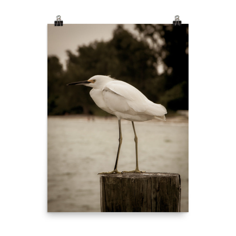 Wall Art For Reading Room: Aged and Colorized Snowy Egret on Pillar Sepia Coastal Bird / Animal / Wildlife / Nature Loose / Unframed / Frameless / Frameable Wall Art Print - Artwork