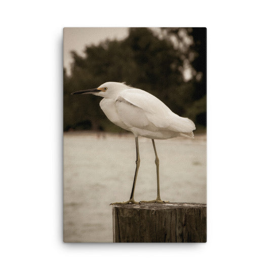 Wall Art Dining: Sepia Coastal - Bird - Snowy Egret on Pillar / Animal / Wildlife Nature Canvas Photographic Wall Art Print - Artwork