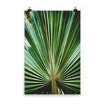 Green Plant Wall Decor: Aged and Colorized Wide Palm Leaves 2 Botanical Nature Photo Loose Unframed Wall Art Prints - PIPAFINEART