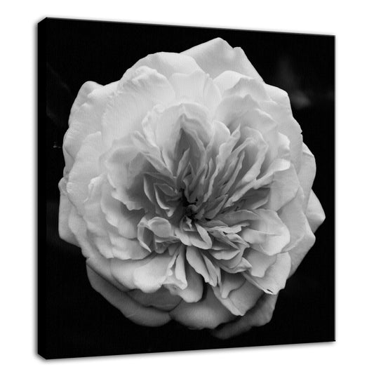 Plant Print Wall Art: Botanical Wall Canvas: Alchymist Rose Black & White - Square  Nature / Floral Photo Fine Art & Unframed Wall Art Prints  - PIPAFINEART