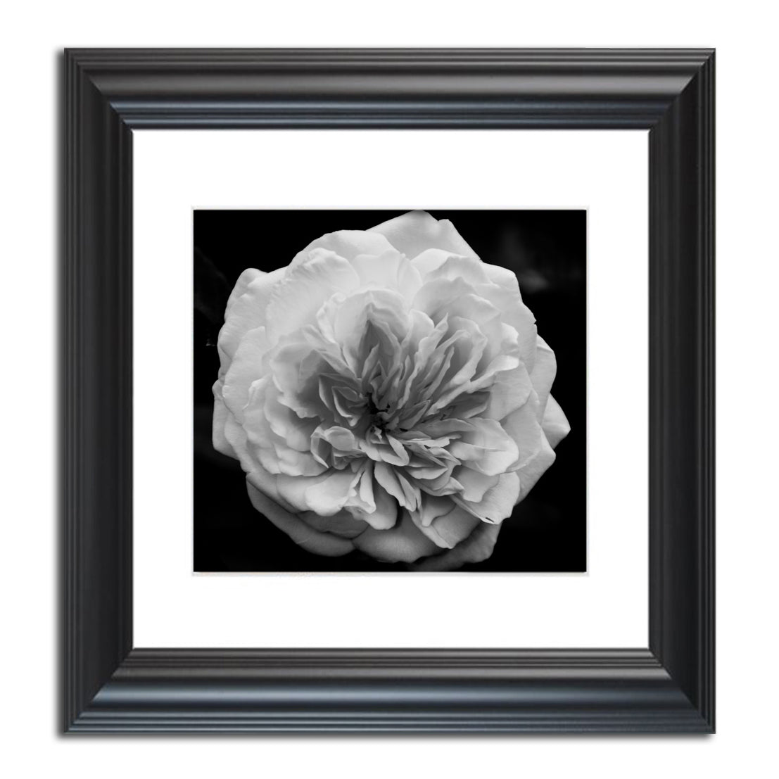 Living Room Nature Art: Alchymist Rose Black & White - Square  Nature / Floral Photo Fine Art & Unframed Wall Art Prints  - PIPAFINEART