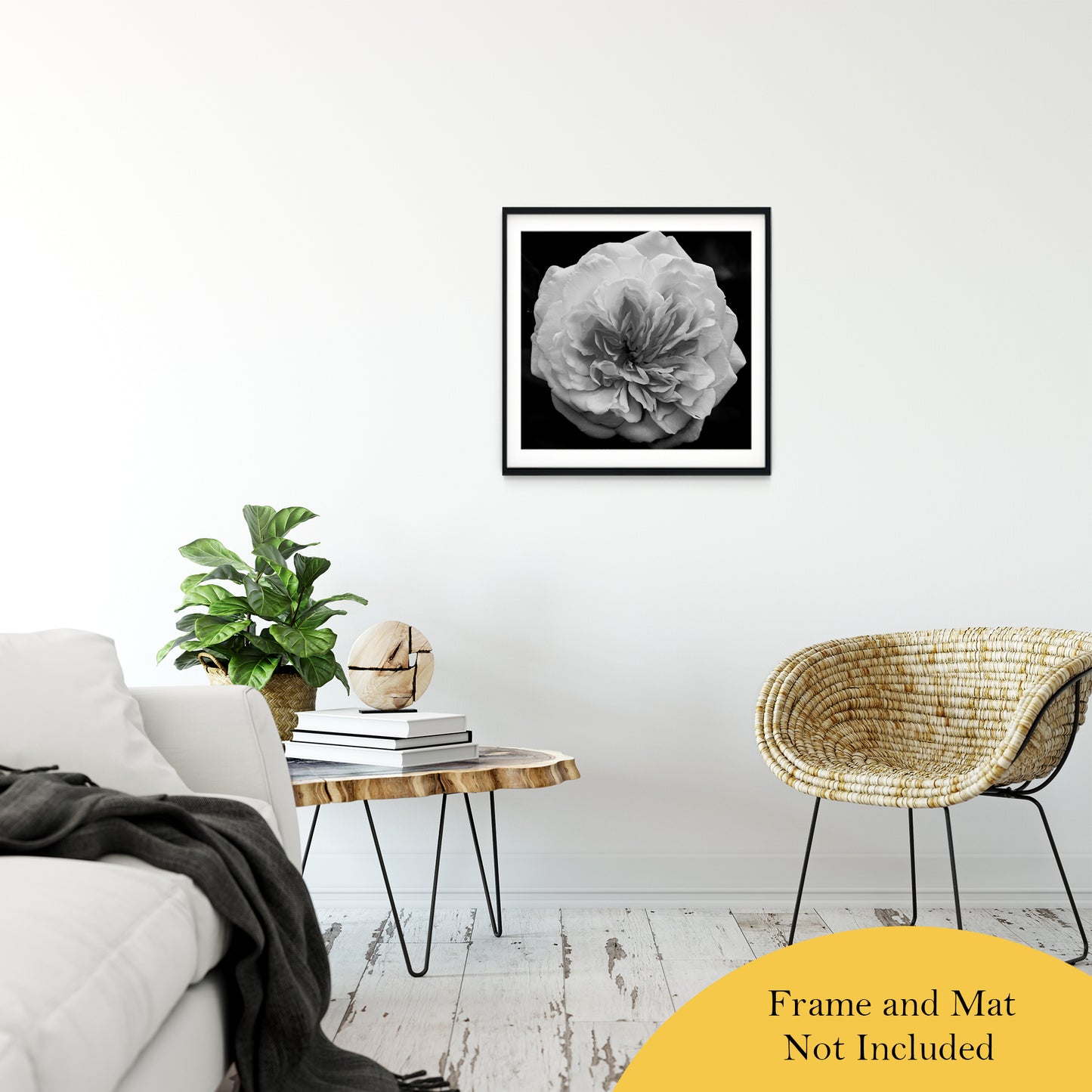 Bedroom Wall Art Nature: Alchymist Rose Black & White - Square  Nature / Floral Photo Fine Art & Unframed Wall Art Prints 24" x 24" / Classic Paper - Unframed - PIPAFINEART