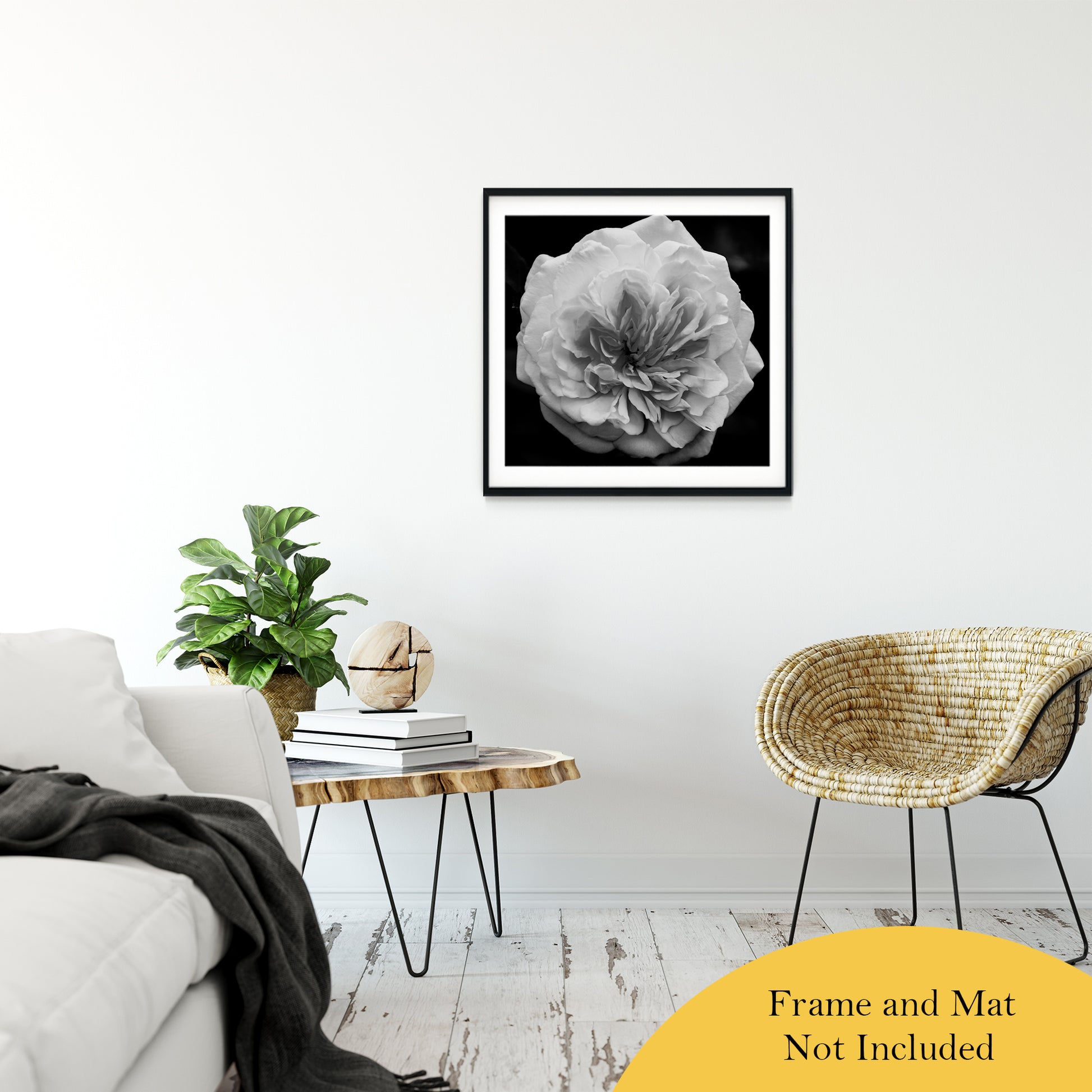 Ikea Nature Wall Art: Alchymist Rose Black & White - Square  Nature / Floral Photo Fine Art & Unframed Wall Art Prints 30" x 30" / Classic Paper - Unframed - PIPAFINEART