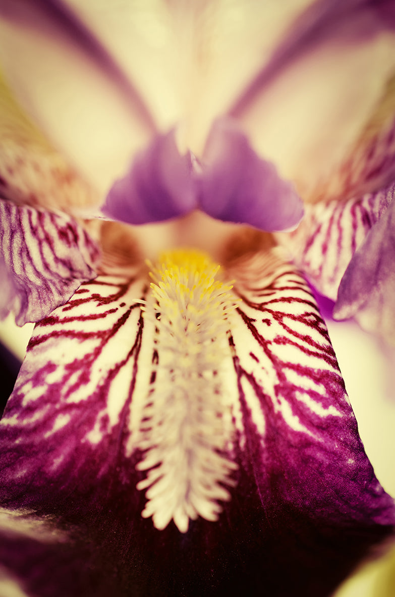 Target Canvas Art: Antiqued Purple Iris Flower Nature / Floral Photo Fine Art Canvas Wall Art Prints  - PIPAFINEART