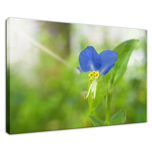 Wall Flower Print: Asiatic Day Flower Nature / Floral Photo Fine Art Canvas Wall Art Prints  - PIPAFINEART
