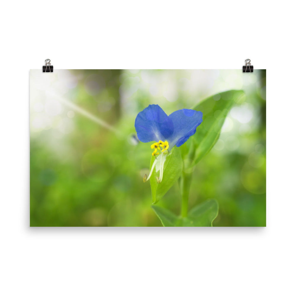 Botanical Wall Art: Asiatic Dayflower Floral Nature Photo Loose Unframed Wall Art Prints - PIPAFINEART
