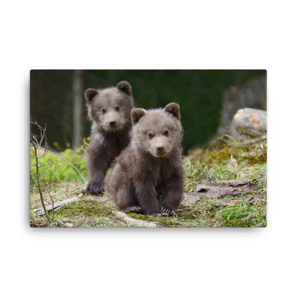 Baby Brown Bear Cubs In Forest Animal / Wildlife Photo Canvas Wall Art Print