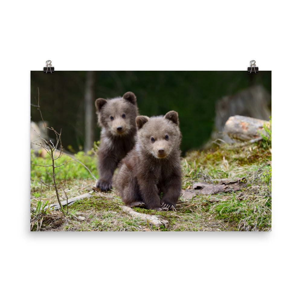 Childrens Art Prints: Adorable Grizzly Bear Cubs In The Trees Animal / Wildlife / Nature Photograph - Loose / Unframed / Frameable / Frameless Wall Art Print / Artwork