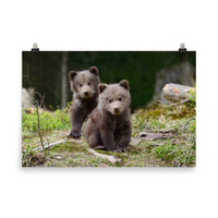Baby Brown Bear Cubs In Forest Wildlife Photo Loose Wall Art Print
