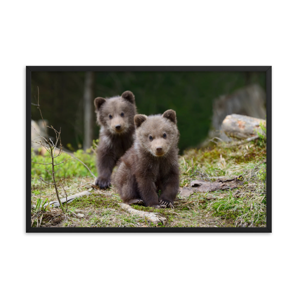 Pediatric Office Wall Decor: Adorable Cubs In The Trees / Animal / Wildlife / Nature Photograph Artwork - Framed Wall Art - Decor