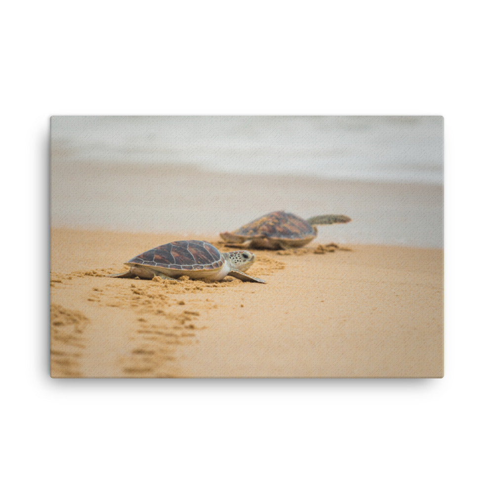 Dining Room Large Wall Art: Hawksbill Sea Turtle Hatchlings at the Shore - Coastal / Wildlife / Marine Animal / Nature Photograph Canvas Wall Art Print - Artwork