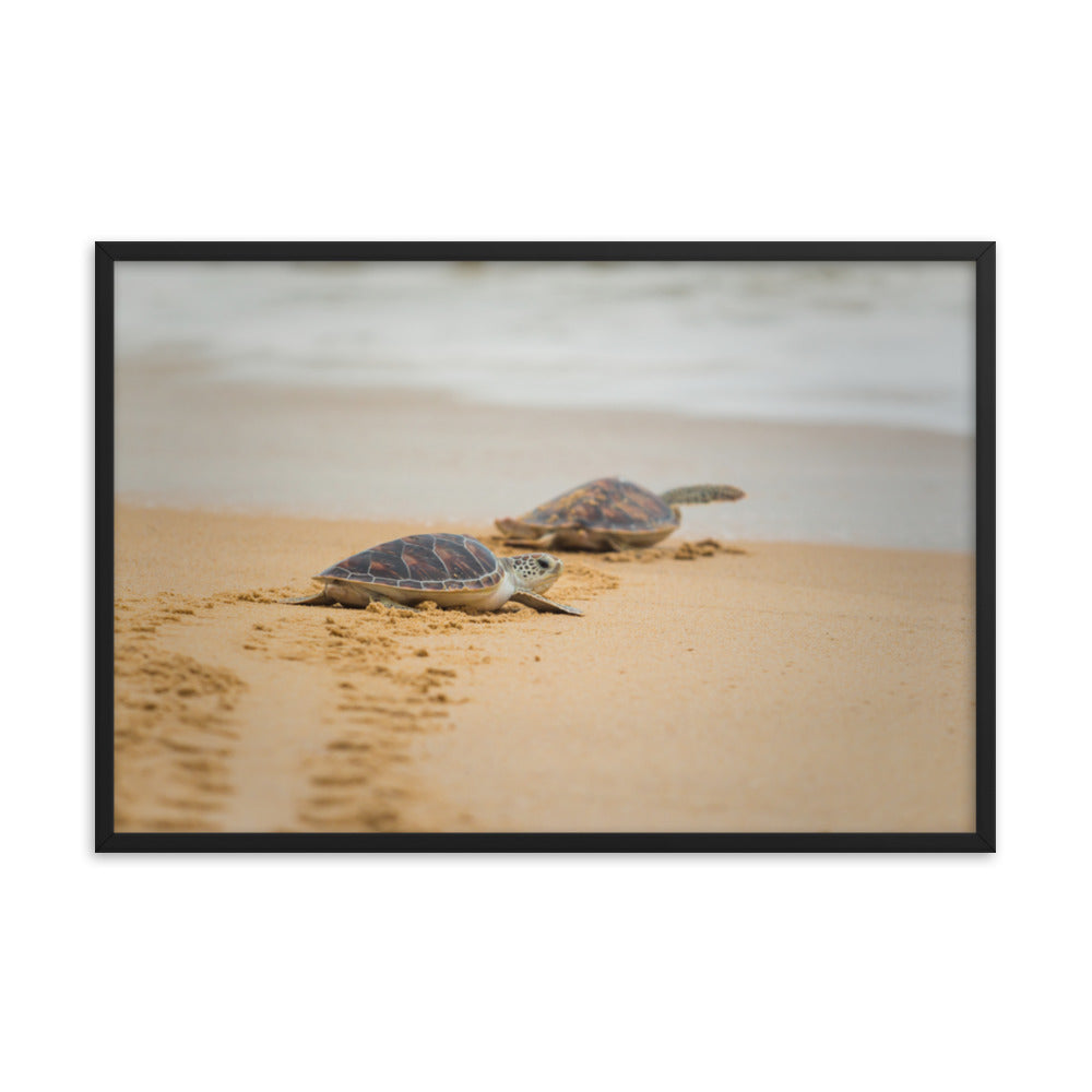 Art Frames For Bedroom: Hawksbill Sea Turtle Hatchlings at the Shore / Animal / Wildlife / Nature Photographic Artwork - Framed Artwork - Wall Decor