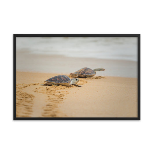 Art Frames For Bedroom: Hawksbill Sea Turtle Hatchlings at the Shore / Animal / Wildlife / Nature Photographic Artwork - Framed Artwork - Wall Decor