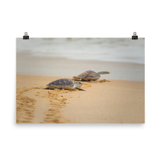 Aesthetic Poster Wall Bedroom: Hawksbill Sea Turtle Hatchlings at the Shore Animal / Wildlife / Coastal / Nature Photograph Unframed / Loose / Frameless / Frameable Wall Art Prints - Artwork