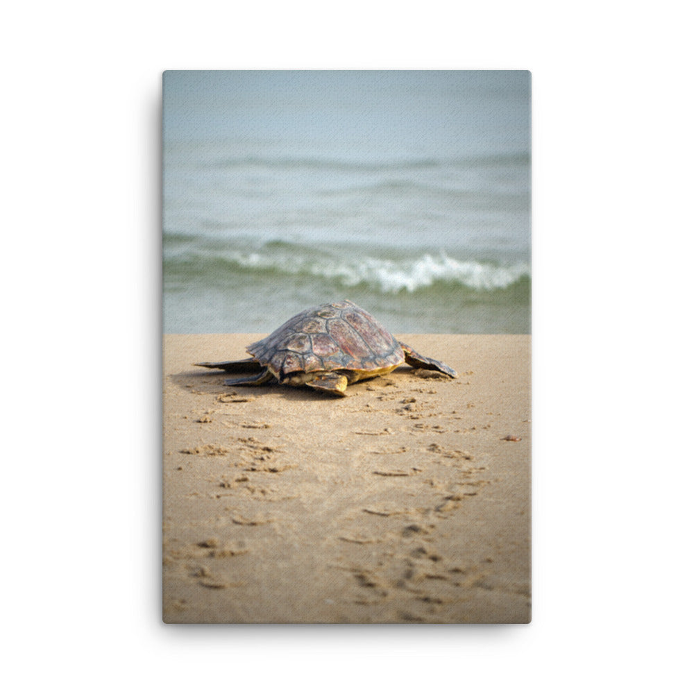 Coastal Kitchen Wall Art: Baby Loggerhead Sea Turtle Hatchling at the Shore - Coastal / Wildlife / Marine Animal / Nature Photograph Canvas Wall Art Print - Artwork