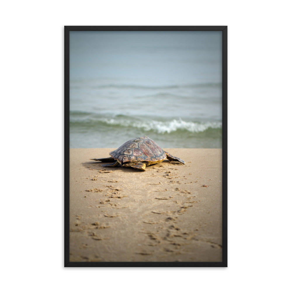 Cute Above Bed Decor: Baby Sea Turtle Hatchling On The Shore/ Animal / Wildlife / Nature Photographic Artwork - Framed Artwork - Wall Decor