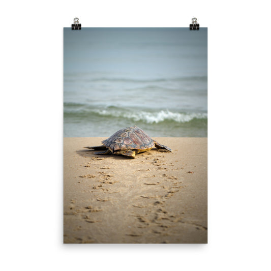 Poster For Laundry Room: Sea Turtle Hatchling On The Shore Animal / Wildlife / Coastal / Nature Photograph Unframed / Loose / Frameless / Frameable Wall Art Prints - Artwork