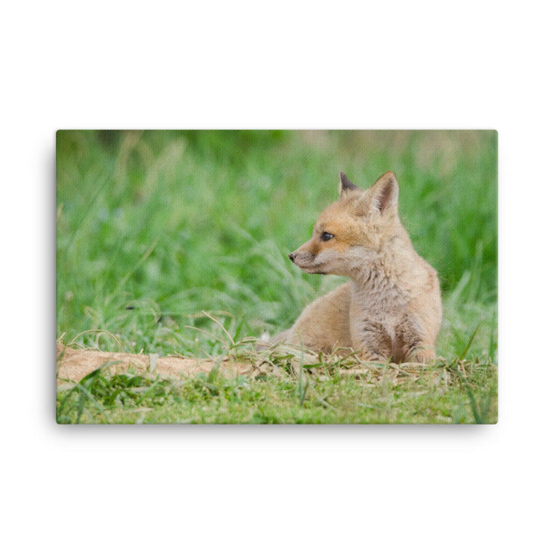 Fox Canvas Art: Red Fox Pups - Chillin - Wildlife / Animal / Nature Photograph Canvas Wall Art Print - Artwork