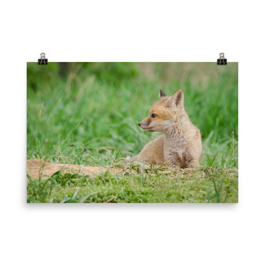 Fox Art Print: Red Fox Pups - Chillin Animal / Wildlife / Nature Photograph Loose / Unframed / Frameless / Frameable Wall Art Print - Artwork