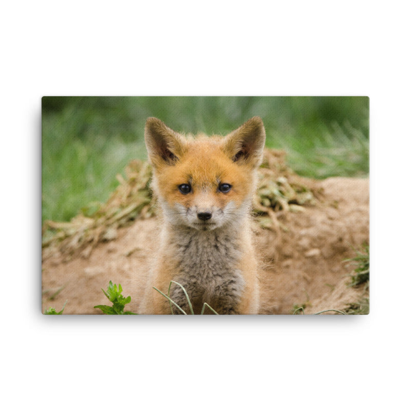 Modern Dining Wall Art: Young Red Fox Kit Popping Out of Den- Wildlife / Animal / Nature Photograph Canvas Wall Art Print - Artwork
