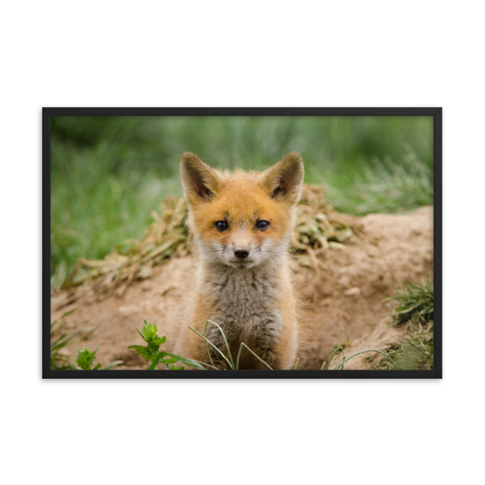 Photo Prints For Bathroom: Baby Young Red Fox Kit/ Animal / Wildlife / Nature Photographic Artwork - Framed Artwork - Wall Decor