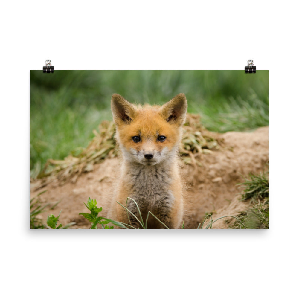 Bathroom Prints For Wall: Young Red Fox Kit - Animal / Wildlife / Nature Photograph Loose / Unframed / Frameless / Frameable Wall Art Print / Artwork