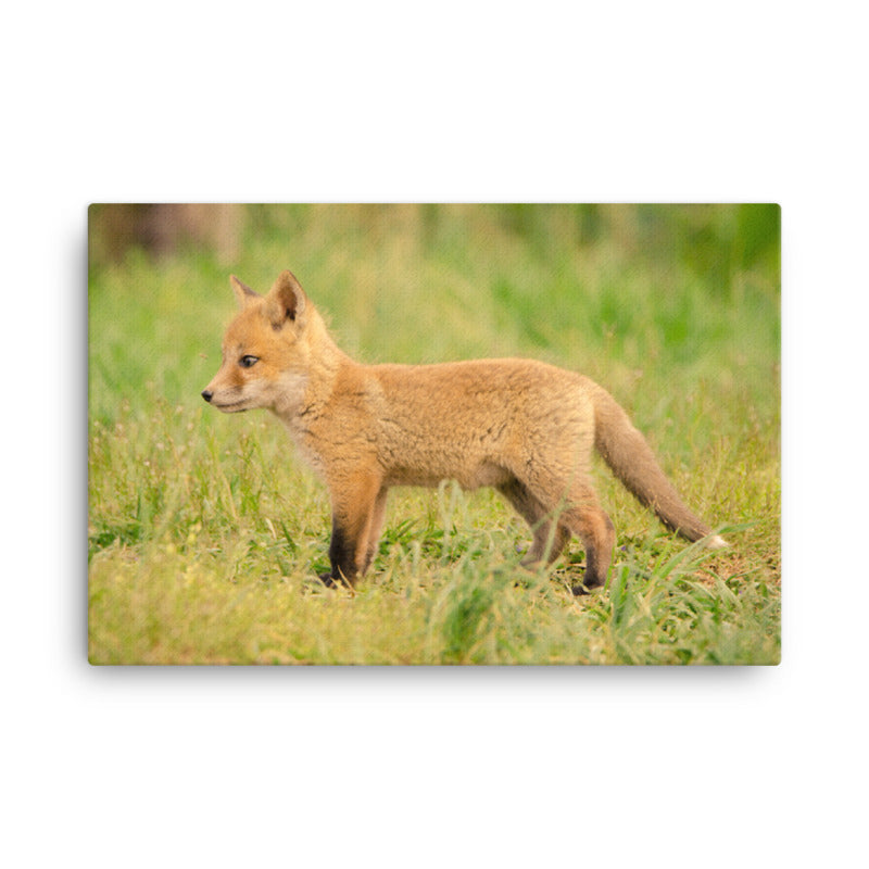 Nursery Wall Prints: Fox Pup In Meadow - Wildlife / Animal / Nature Photograph Canvas Wall Art Print - Artwork - Wall Decor