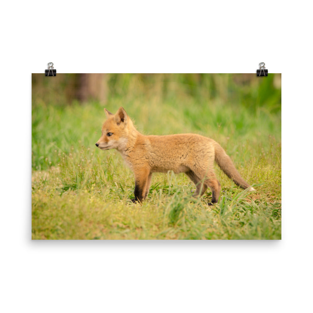Gender Neutral Nursery Art: Fox Pup In Meadow - Animal / Wildlife / Nature Photograph Loose / Unframed / Frameless / Frameable Wall Art Print / Artwork