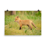 Baby Red Fox Daydreaming Wildlife Photo Loose Wall Art Prints