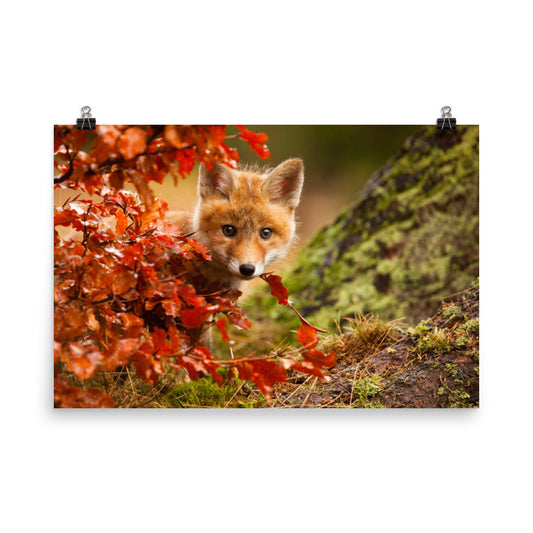 Woodland Art Nursery: Peek-A-Boo Baby Fox Pup And Fall Leaves - Animal / Wildlife / Nature Photograph / Loose / Frameable / Frameless / Unframed Wall Art Print Artwork - Wall Decor