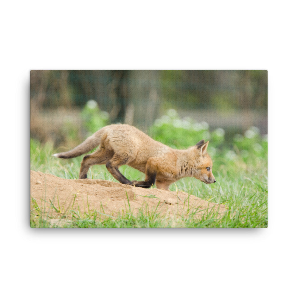 Animal Canvas Prints For Nursery: Fox Pup In Meadow Animal / Wildlife / Nature Photograph Canvas Wall Art Print - Artwork - Wall Decor