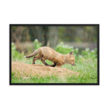 Baby Red Fox On The Move Animal Wildlife Photograph Framed Wall Art Prints