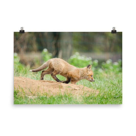 Animal Art Prints Nursery: Fox Pup In Meadow Animal / Wildlife Photograph Loose / Unframed / Frameless / Frameable Wall Art Prints