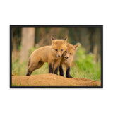 Baby Red Foxes Close to You Wildlife Photo Framed Wall Art Prints