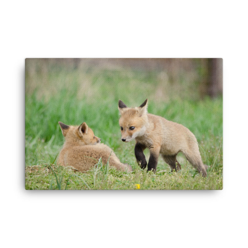 Large Bedroom Canvas Pictures: Fox Pups / Kits - Coming to Get You Animal / Wildlife Photograph Canvas Wall Art Print - Artwork - Wall Decor
