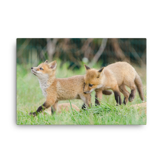 Youth Room Wall Decor: Playful Red Fox Pups In Field Animal / Wildlife / Nature Photograph Canvas Wall Art Print - Artwork