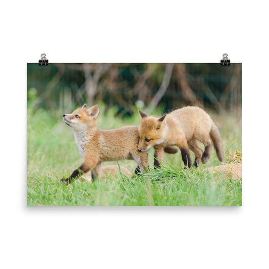 Pottery Barn Nursery Wall Art: Playful Red Fox Pups In Field Animal / Wildlife Photograph Loose / Unframed / Frameless / Frameable Wall Art Prints