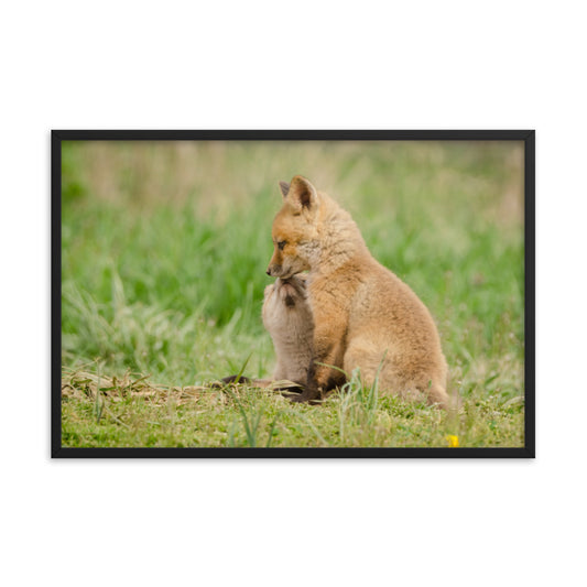 Baby Red Foxes Sibling Kisses Animal Wildlife Photograph Framed Wall Art Prints