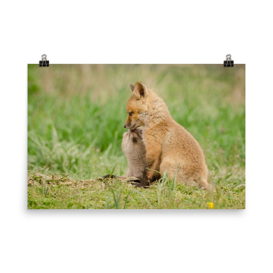 Baby Red Foxes Sibling Kisses Loose Wall Art Print