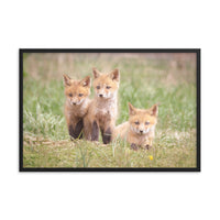 Baby Red Foxes Siblings Animal Wildlife Photograph Framed Wall Art Prints