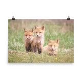 Baby Red Foxes Siblings Loose Wall Art Print