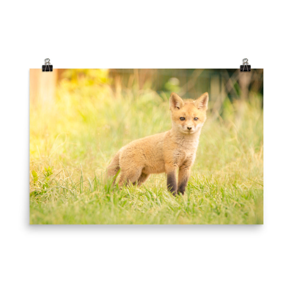 Baby Red Fox in the Sun Loose Wall Art Print