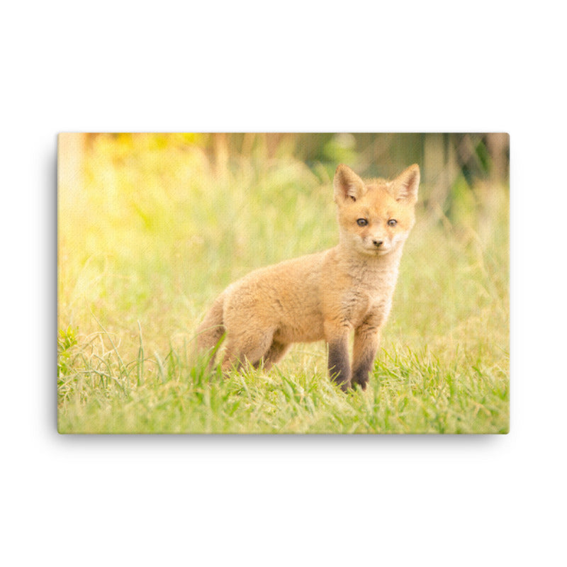 Nursery Canvas Prints: Baby Red Fox in the Sun Animal / Wildlife / Nature Photograph Canvas Wall Art Print - Artwork