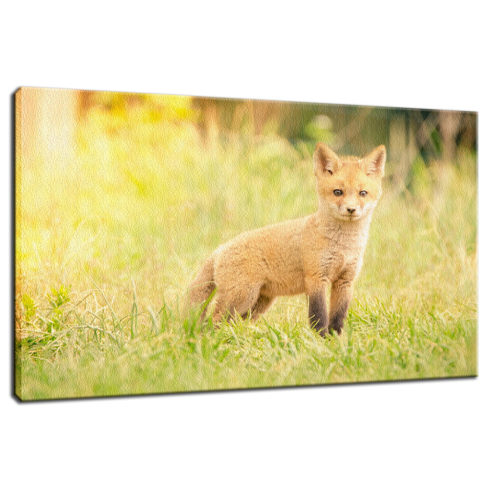 Baby Red Fox in the Sun Animal / Wildlife Photograph Fine Art Canvas & Unframed Wall Art Prints  - PIPAFINEART