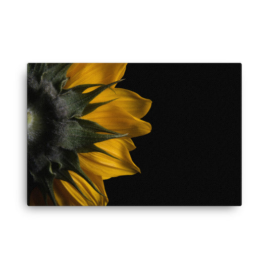 Backside of Sunflower Floral Nature Canvas Wall Art Prints